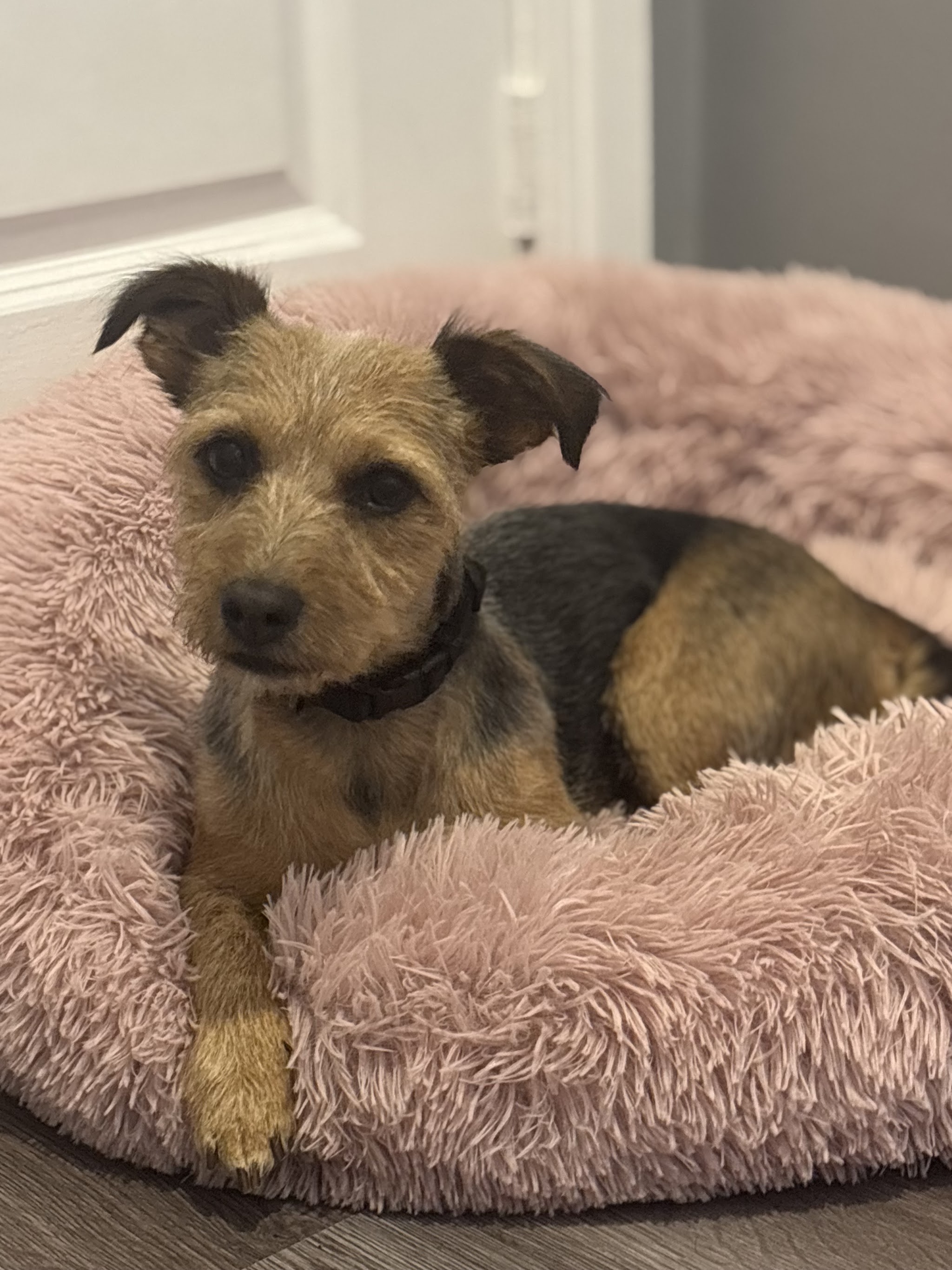 A terrier resting on a pink fluffy bed after a groom