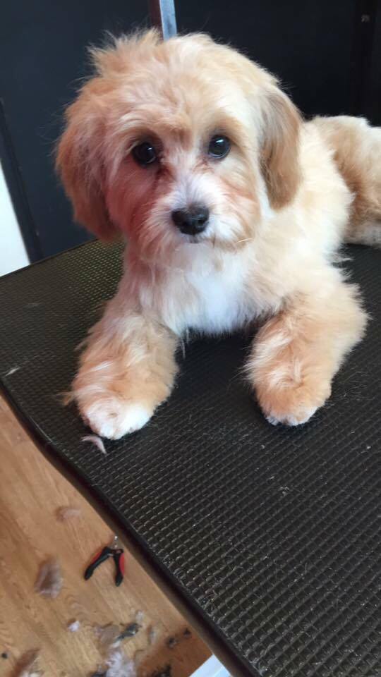 A fluffy cream cavapoo lying on the grooming table