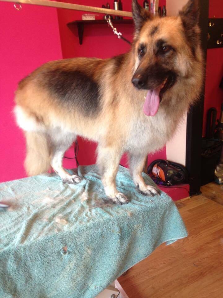 A German shepherd standing on a towel in front of a hot pink wall