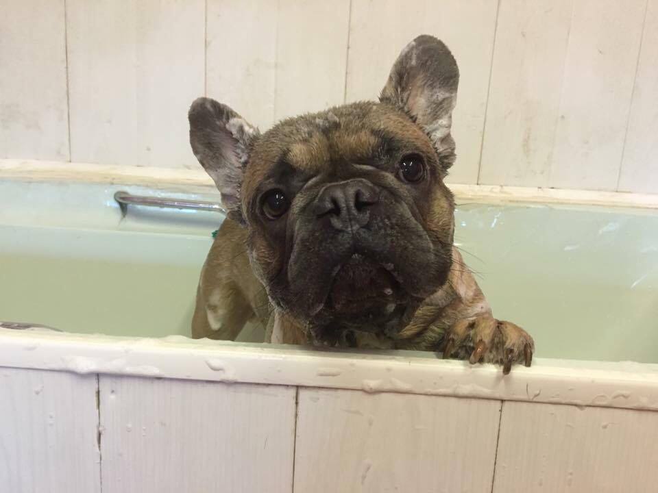 A brindle French bulldog with its paws on the edge of the spa bath