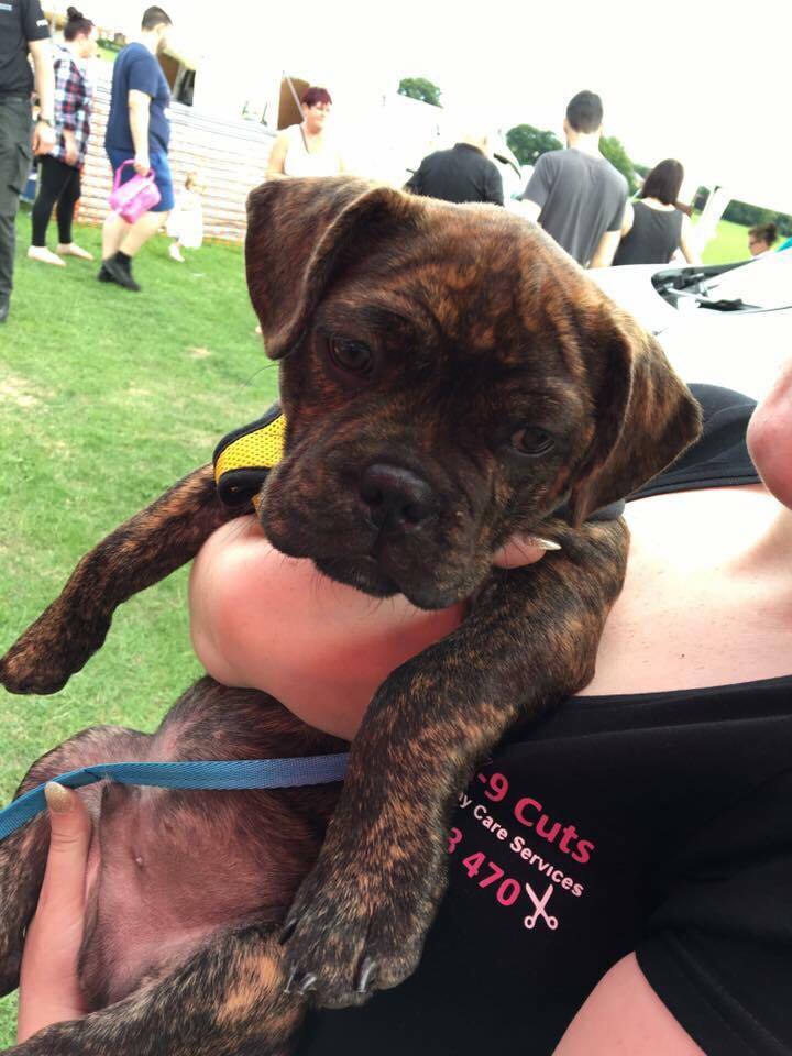 A brindle boxer puppy held by a team member in a Cathy's K-9 Cuts top