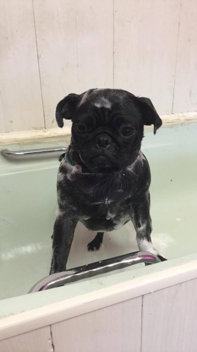A black pug standing in the spa bath